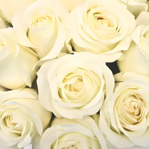 Soft White Sweetheart Roses